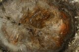 Polished Petrified Wood (Araucaria) Round - Madagascar #355352-1